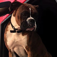 Otis